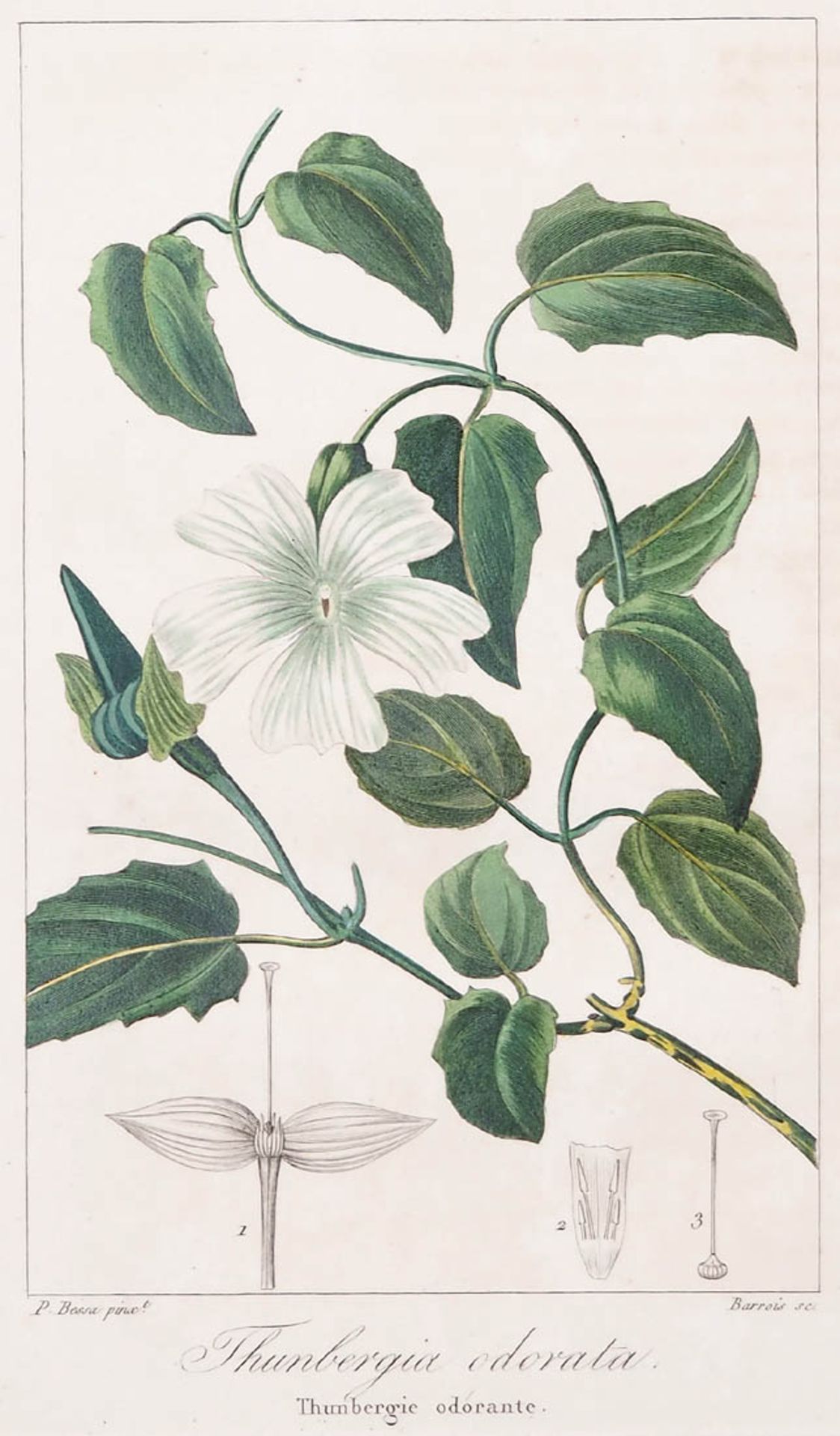 Bessa, Pancrace, 1772 - 1846 Schüler von Redouté, Neun kolorierte Pflanzenstiche aus "Nouveau - Bild 4 aus 10