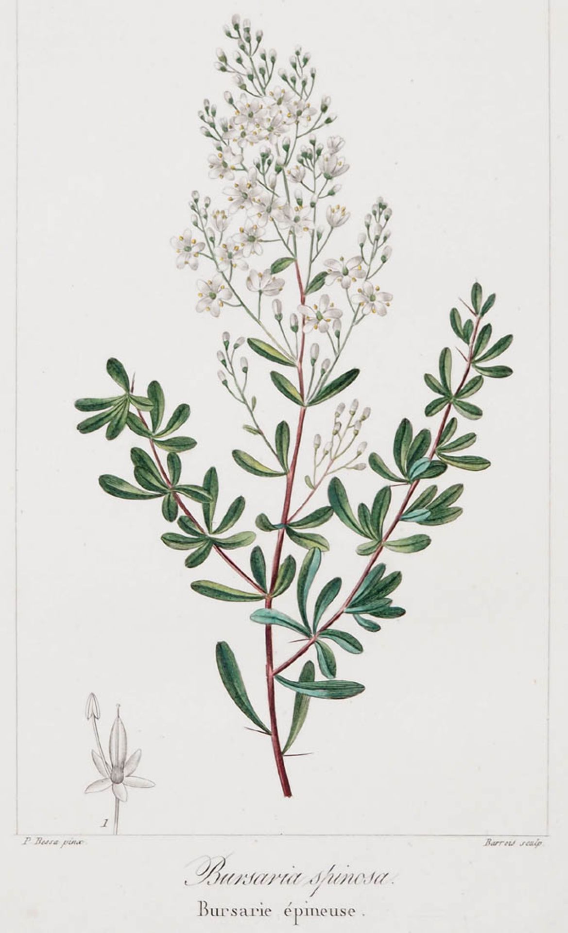 Bessa, Pancrace, 1772 - 1846 Schüler von Redouté, Neun kolorierte Pflanzenstiche aus "Nouveau - Bild 7 aus 10