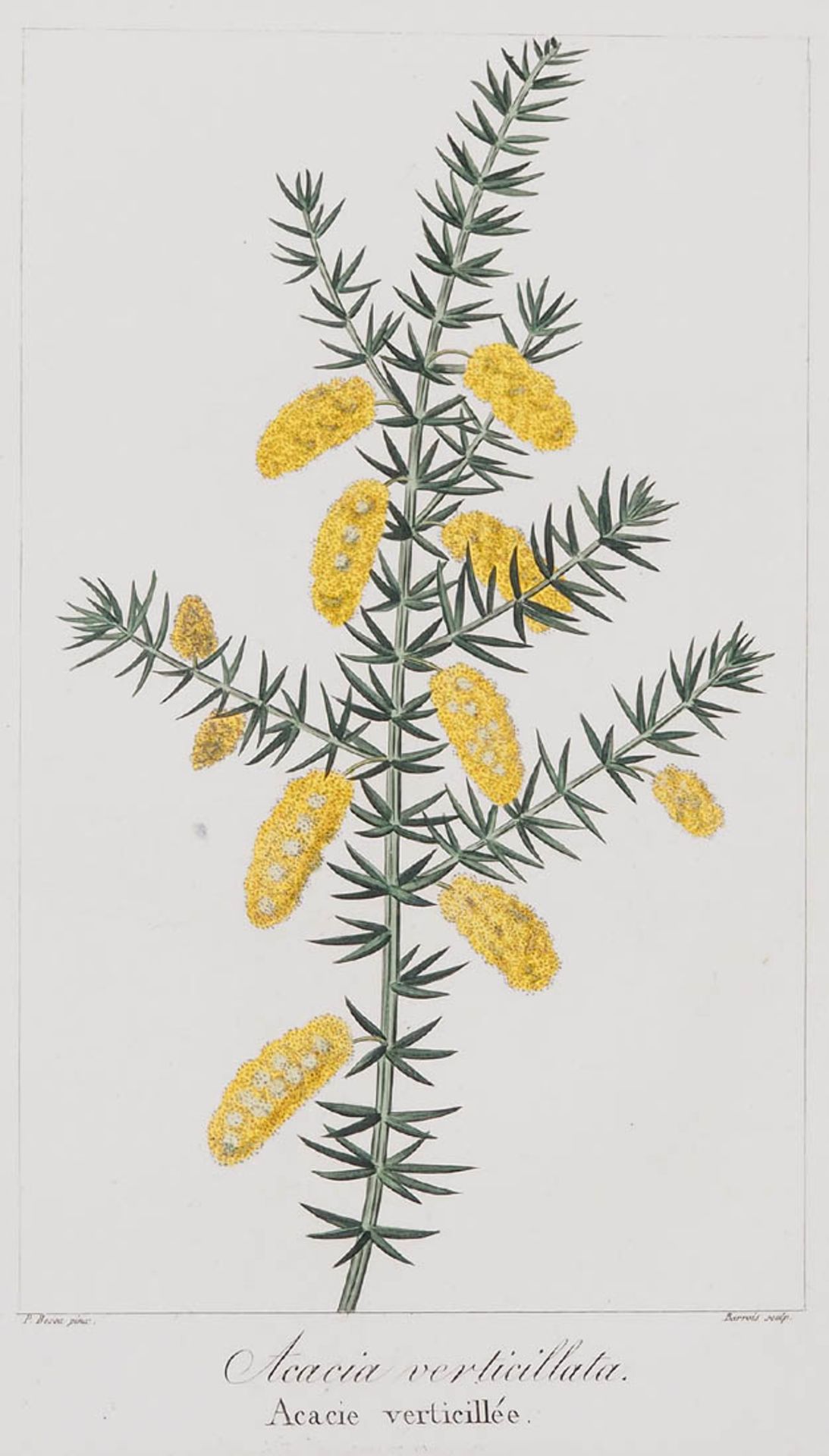 Bessa, Pancrace, 1772 - 1846 Schüler von Redouté, Neun kolorierte Pflanzenstiche aus "Nouveau - Bild 10 aus 10