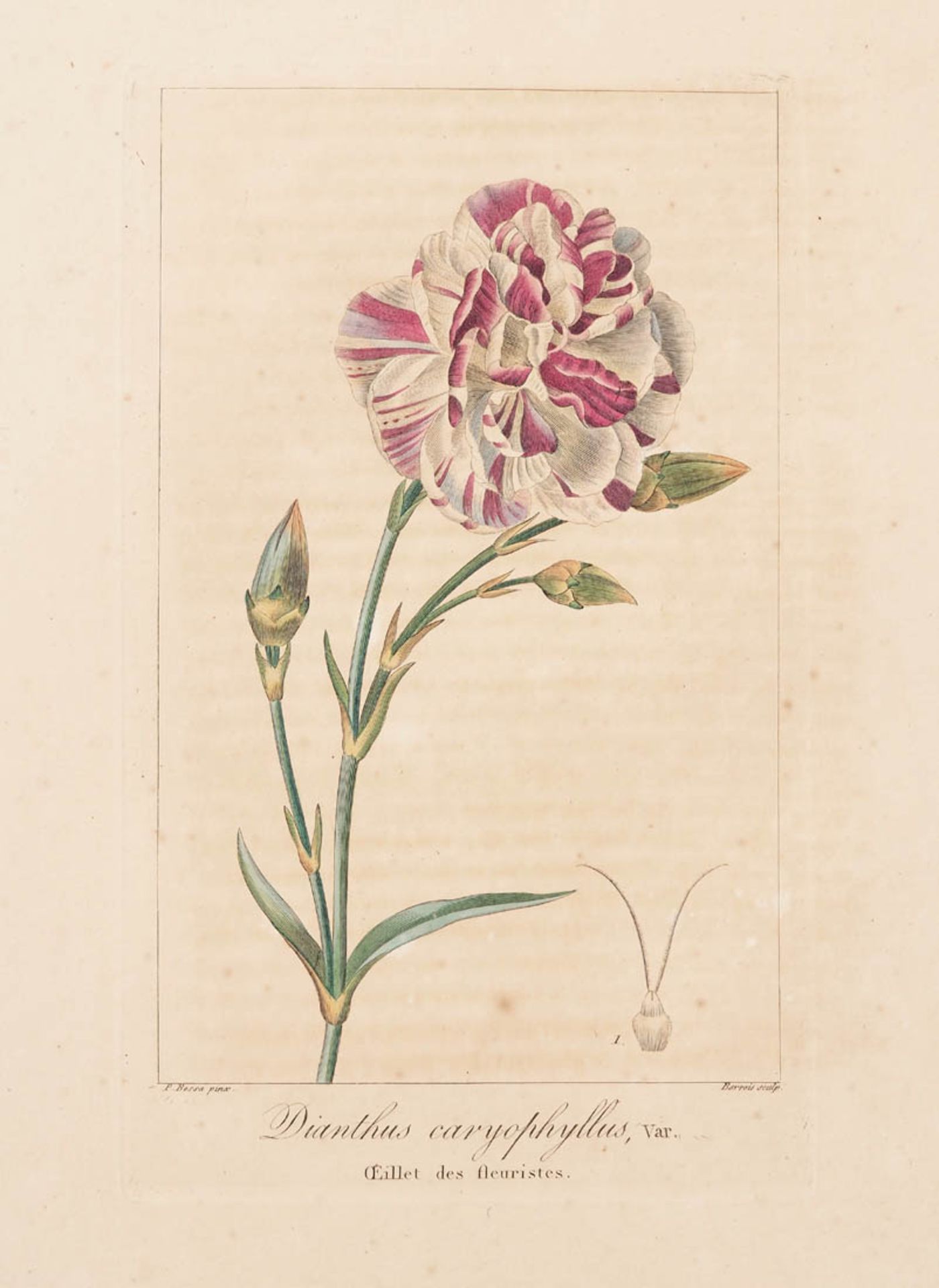 Bessa, Pancrace, 1772 - 1846 Schüler von Redouté. Fünf kolorierte Pflanzenstiche aus "Nouveau - Bild 2 aus 6