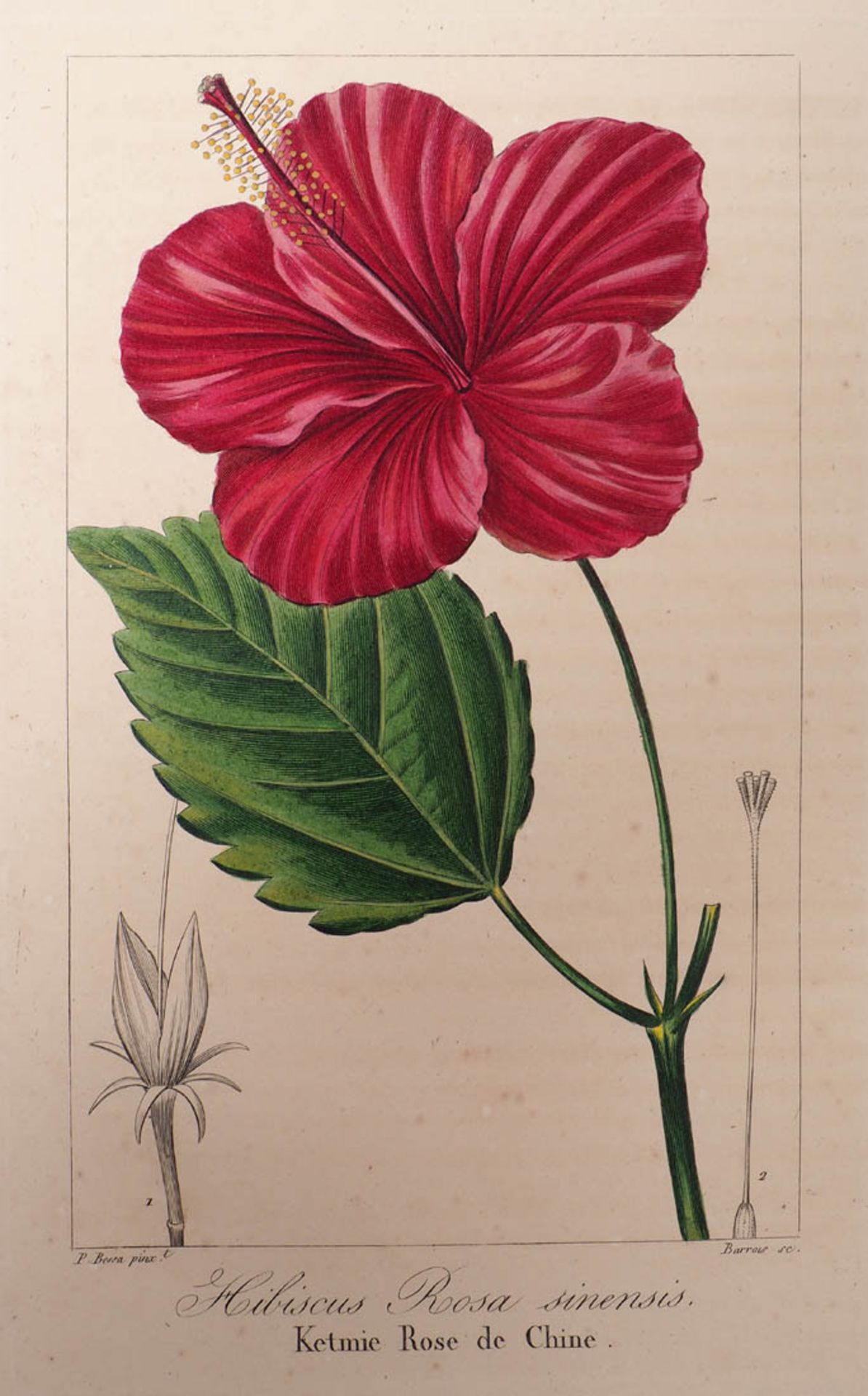 Bessa, Pancrace, 1772 - 1846 Schüler von Redouté, Fünf kolorierte Pflanzenstiche aus "Nouveau - Bild 2 aus 2