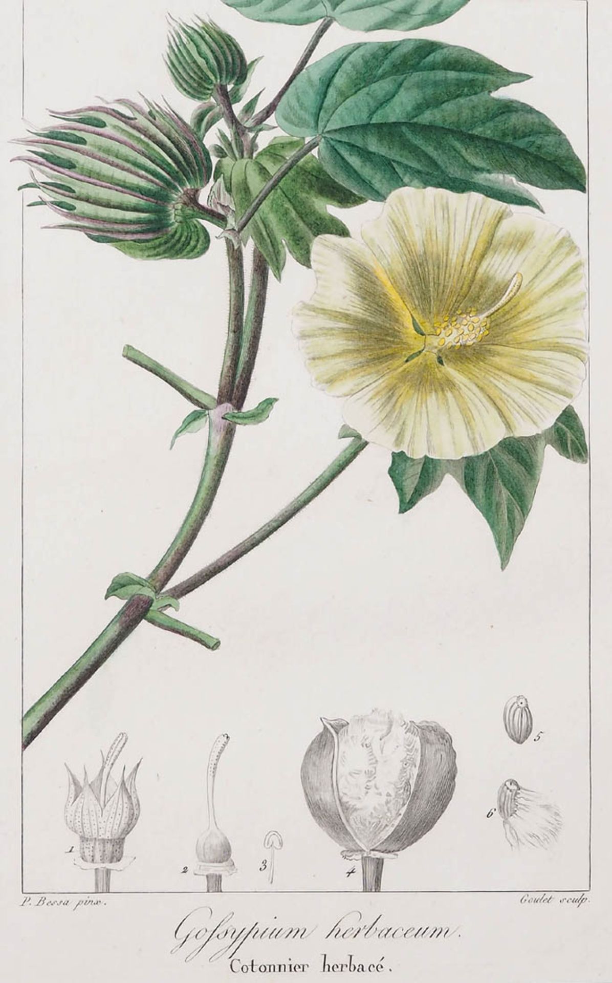 Bessa, Pancrace, 1772 - 1846 Schüler von Redouté, Neun kolorierte Pflanzenstiche aus "Nouveau - Bild 6 aus 10