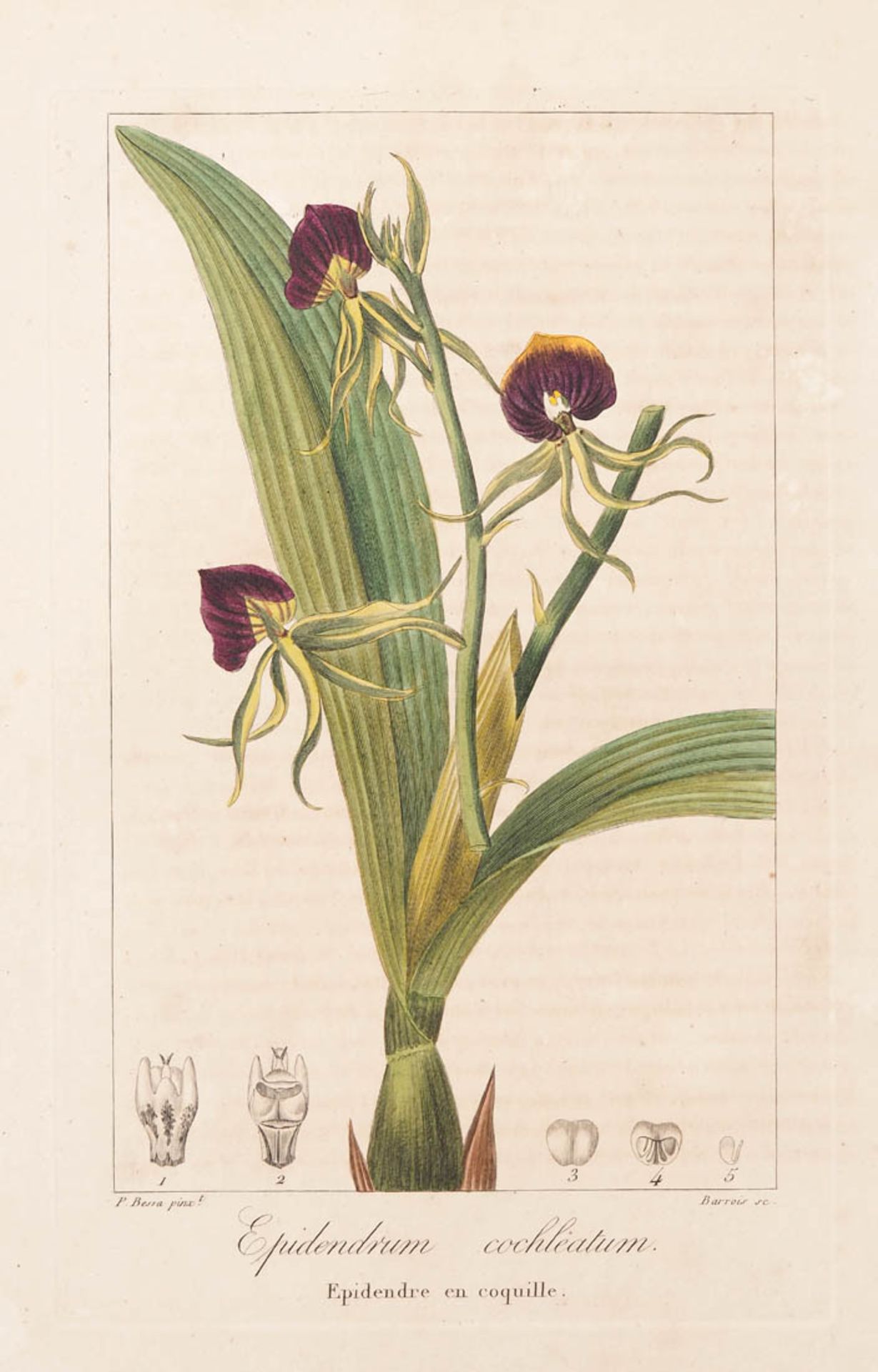Bessa, Pancrace, 1772 - 1846 Schüler von Redouté. Fünf kolorierte Pflanzenstiche aus "Nouveau - Bild 4 aus 8