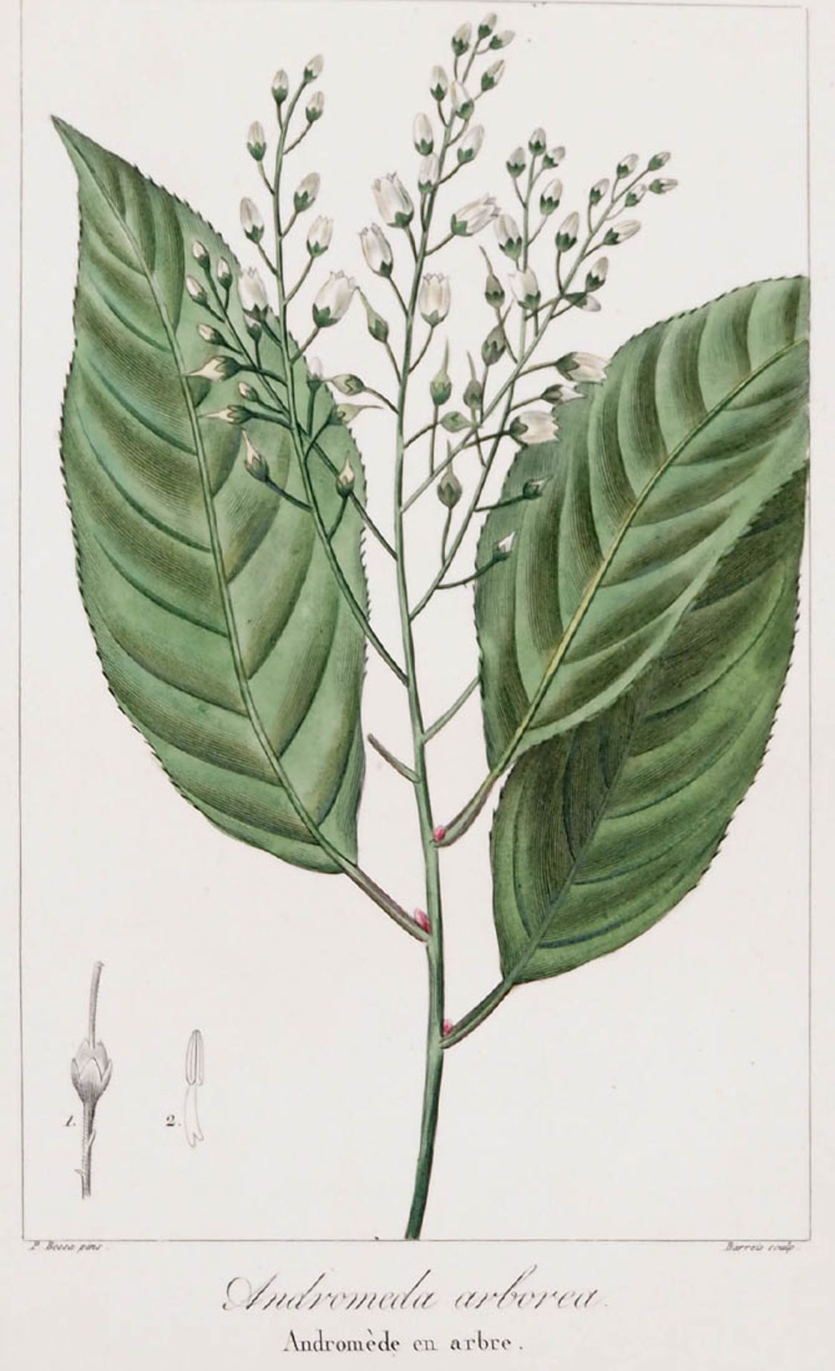 Bessa, Pancrace, 1772 - 1846 Schüler von Redouté, Neun kolorierte Pflanzenstiche aus "Nouveau - Bild 5 aus 10