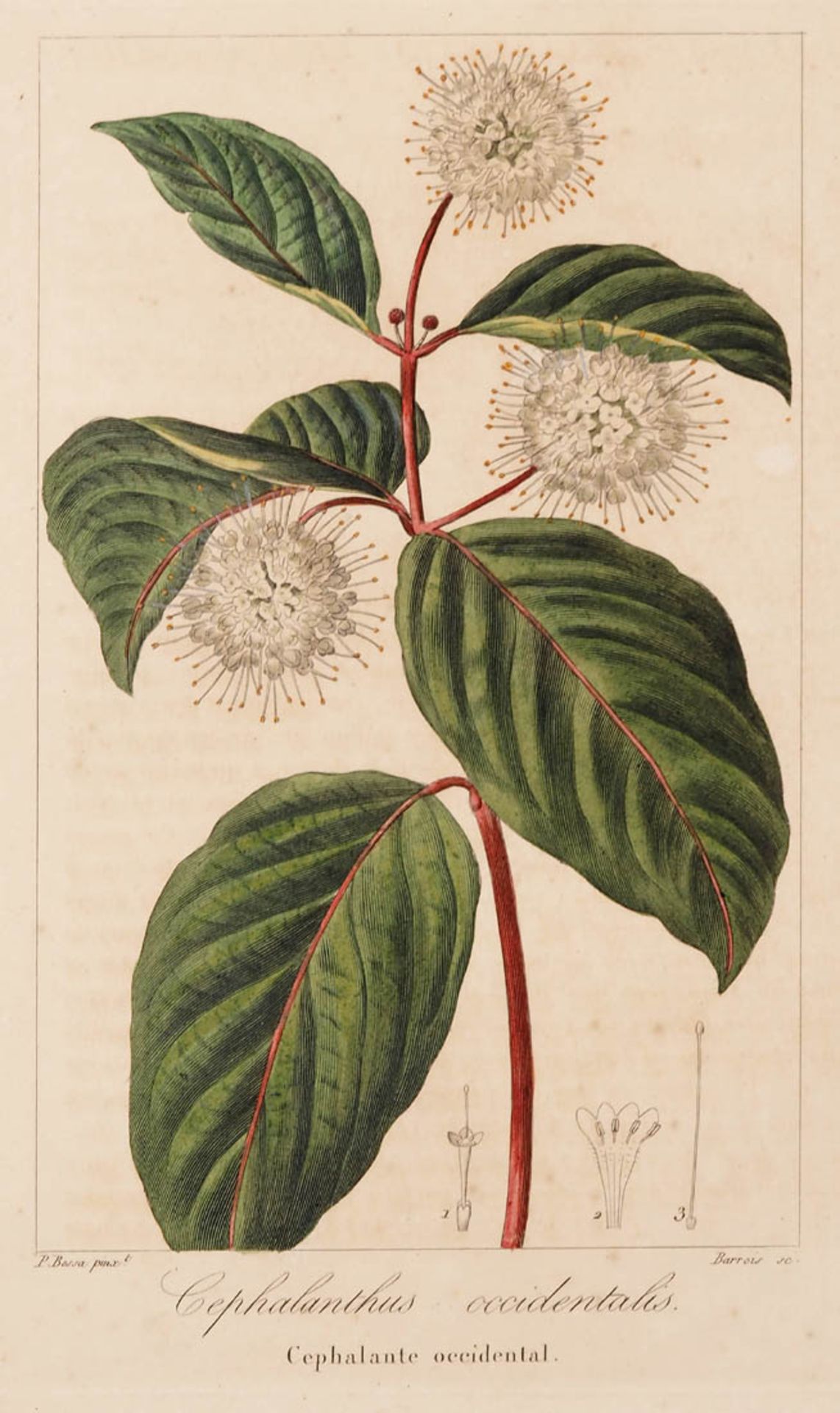 Bessa, Pancrace, 1772 - 1846 Schüler von Redouté, Neun kolorierte Pflanzenstiche aus "Nouveau