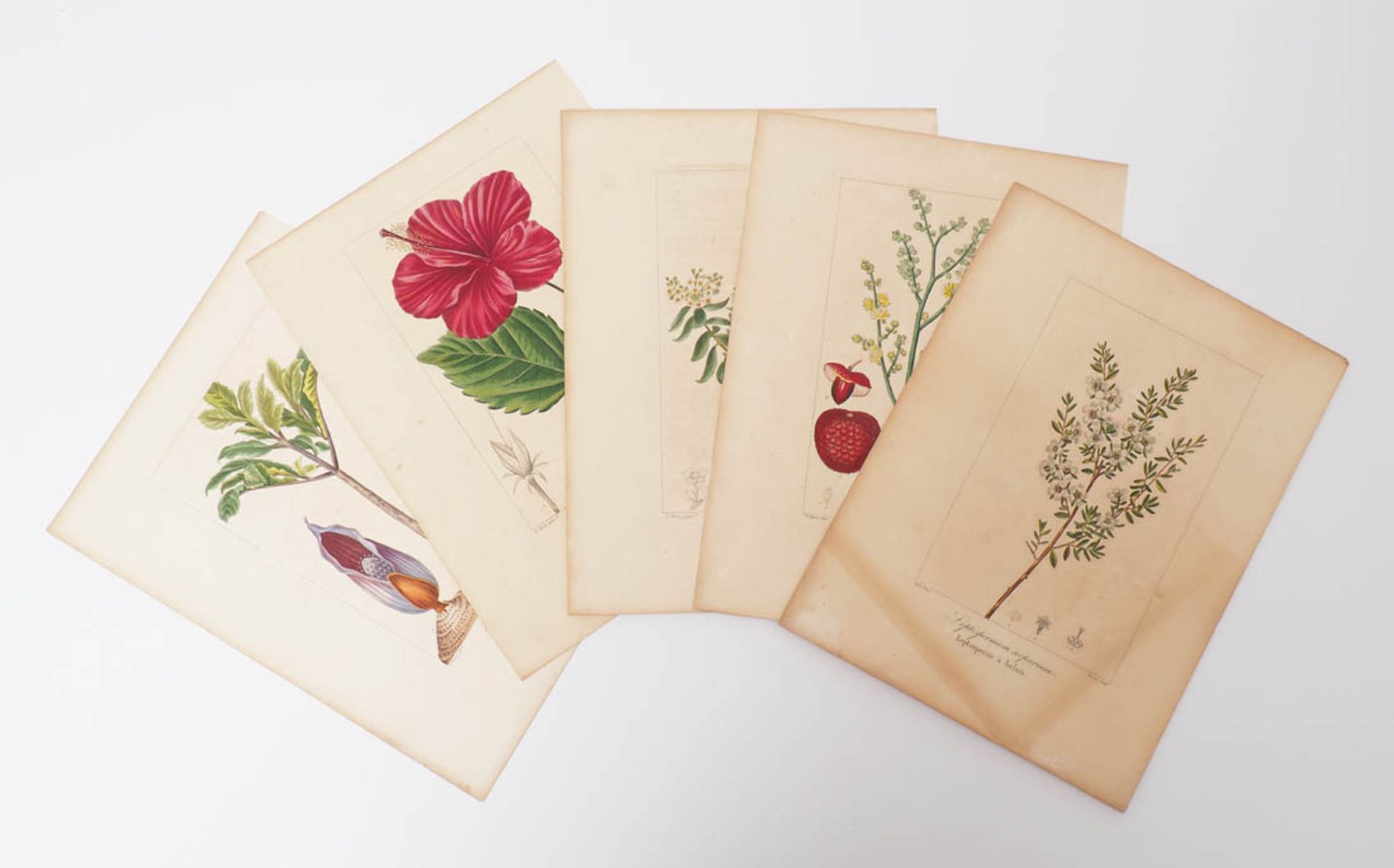 Bessa, Pancrace, 1772 - 1846 Schüler von Redouté, Fünf kolorierte Pflanzenstiche aus "Nouveau