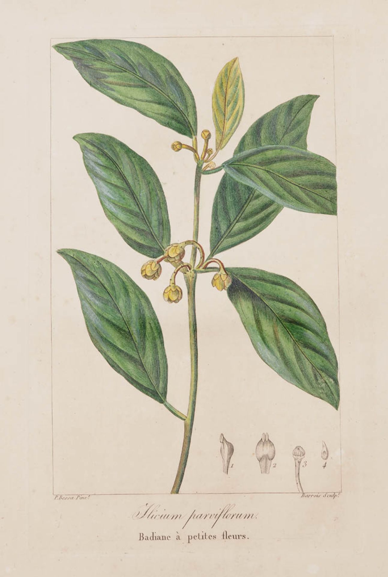 Bessa, Pancrace, 1772 - 1846 Schüler von Redouté. Fünf kolorierte Pflanzenstiche aus "Nouveau - Bild 6 aus 6