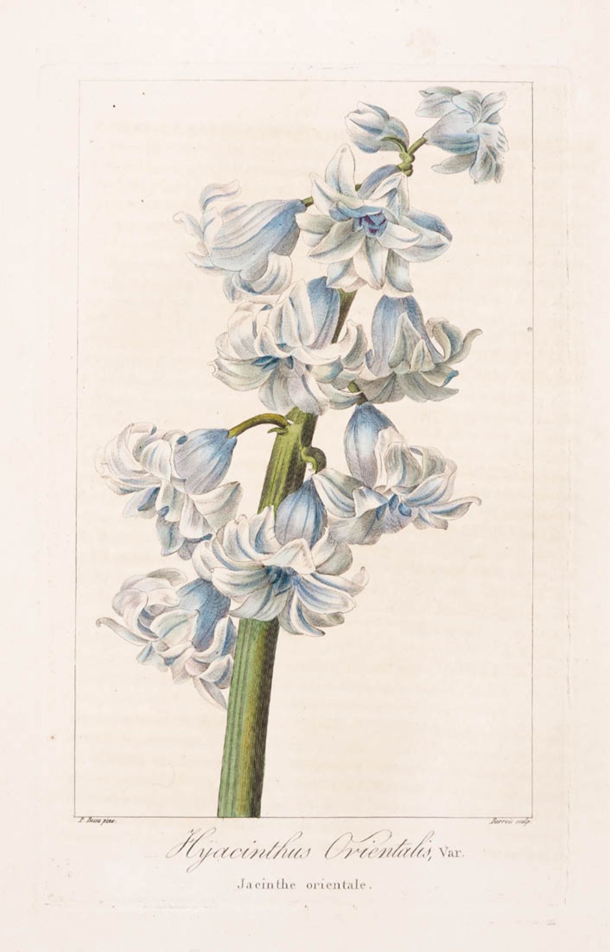 Bessa, Pancrace, 1772 - 1846 Schüler von Redouté. Fünf kolorierte Pflanzenstiche aus "Nouveau