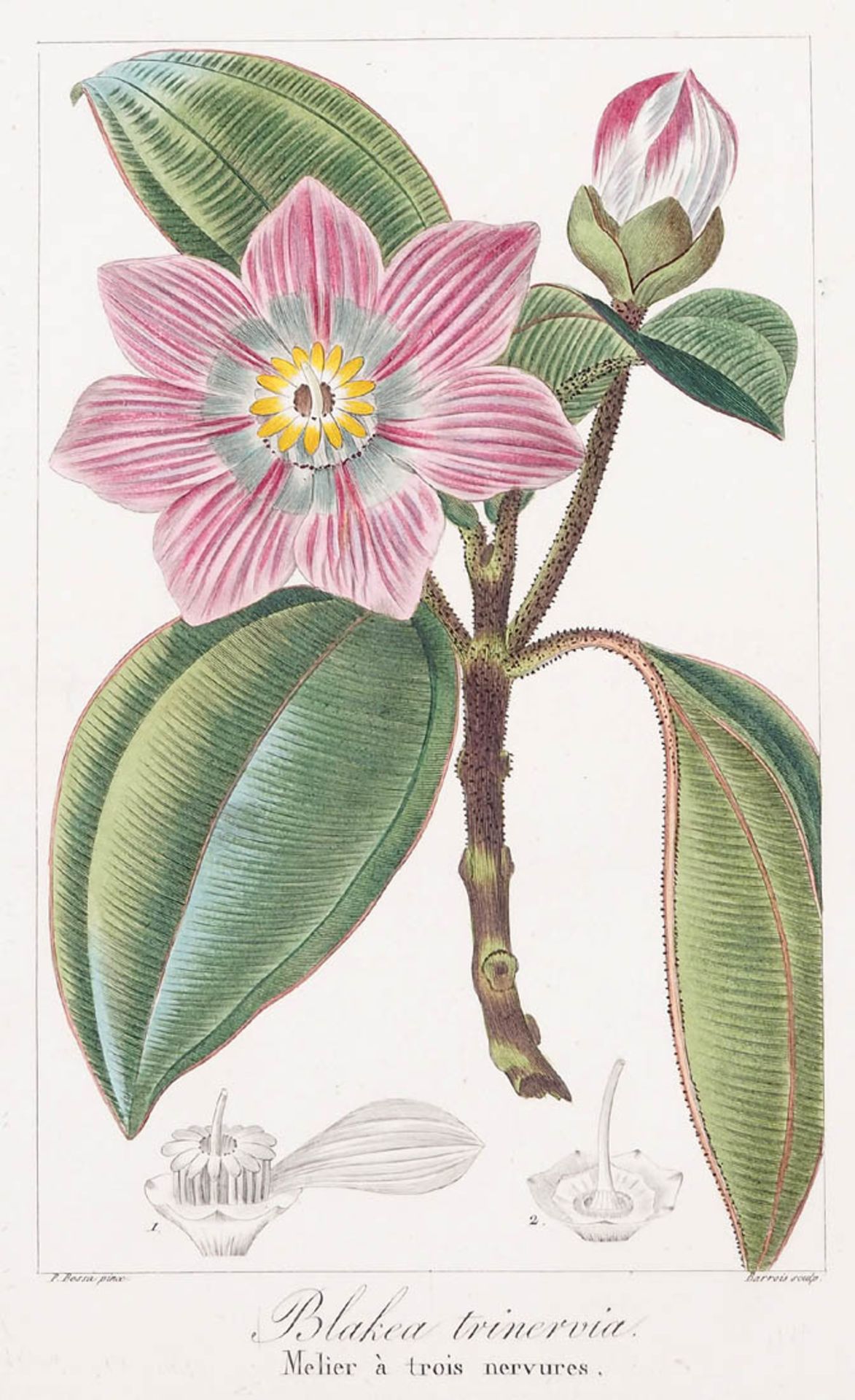 Bessa, Pancrace, 1772 - 1846 Schüler von Redouté, Neun kolorierte Pflanzenstiche aus "Nouveau - Bild 3 aus 10