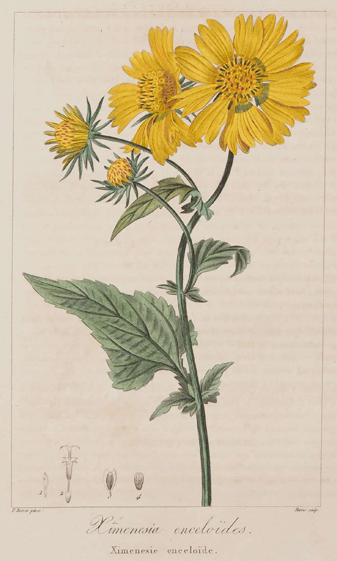 Bessa, Pancrace, 1772 - 1846 Schüler von Redouté, Neun kolorierte Pflanzenstiche aus "Nouveau - Bild 2 aus 10