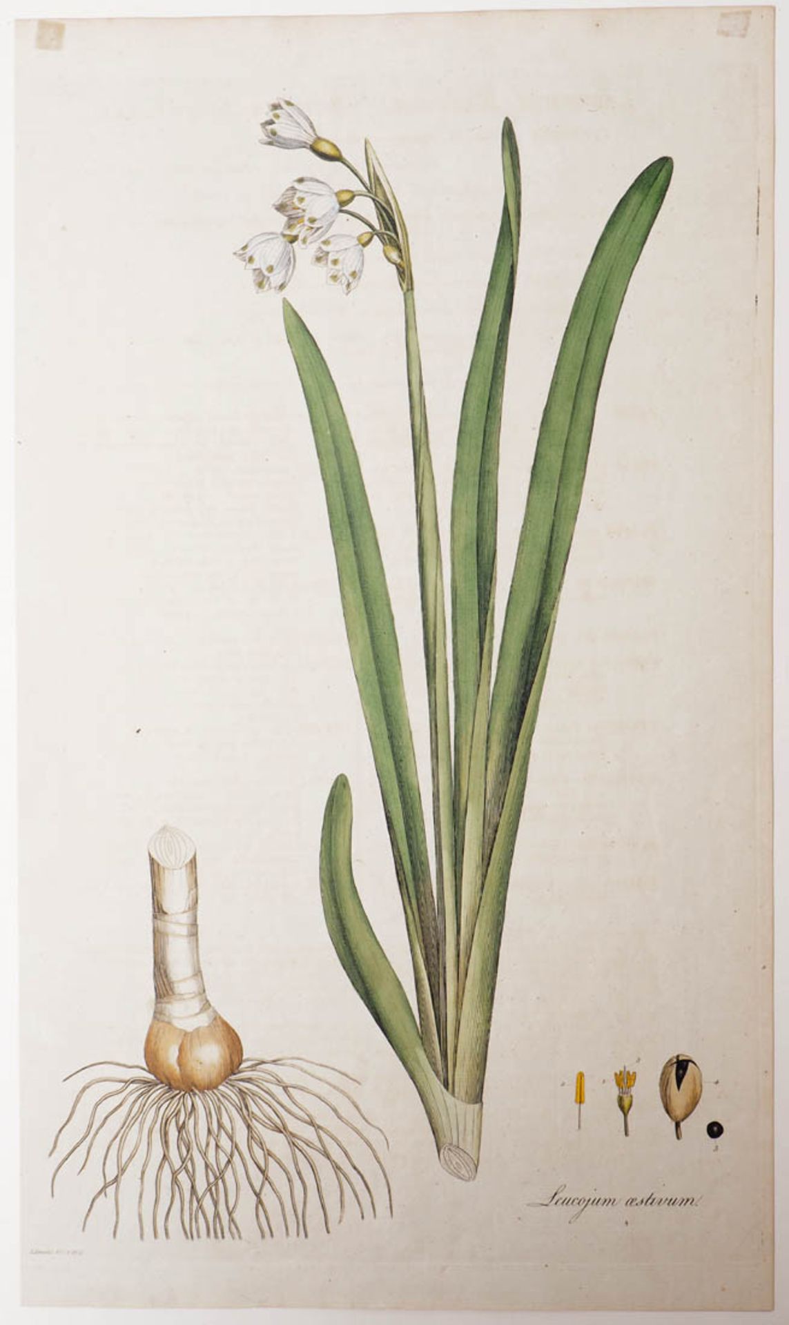 Kilburn, William, 1745 - 1818 Vier Pflanzenstiche und zwei Vogelstiche. Altkoloriert,