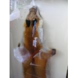 Taxidermy: Framed and mounted Fox Skin