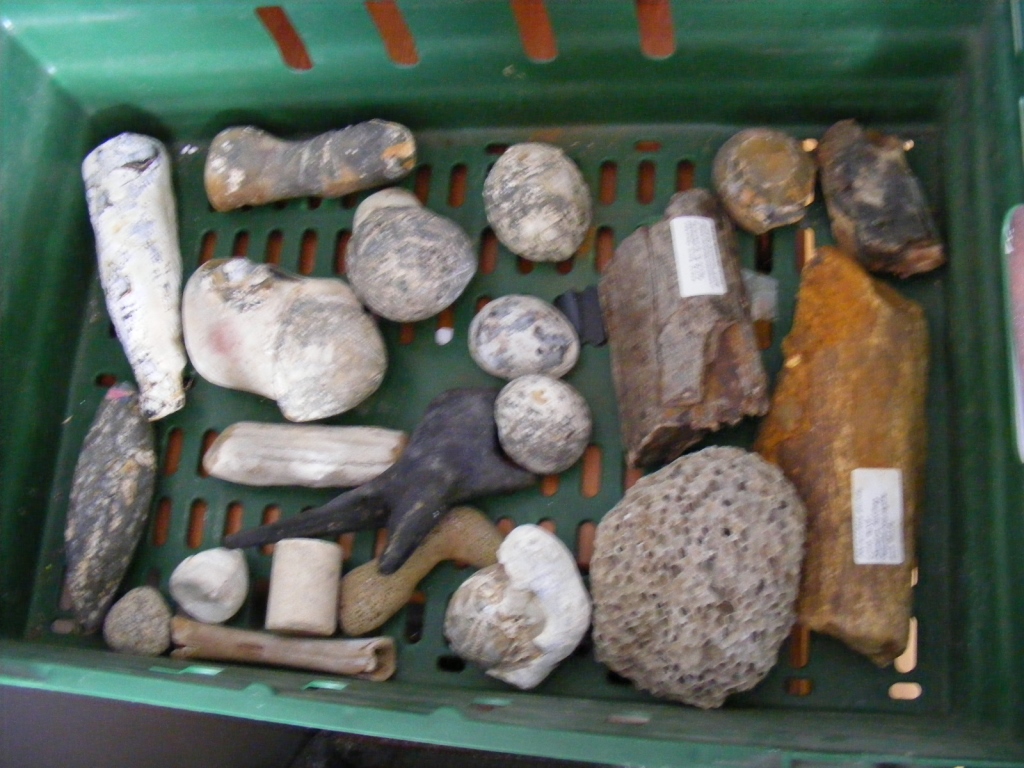 Collection of various Fossils