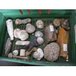 Collection of various Fossils