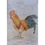 Framed Watercolour, Cockerel