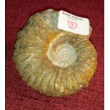 Ammonite fossil, 12cm long