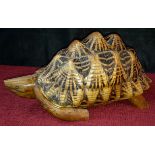 Taxidermy tortoise shell with wooden head & legs, 30cm long