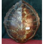 Taxidermy turtle shell, 40cm long