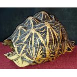 Taxidermy tortoise shell, 28cm long