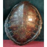 Taxidermy turtle shell, 50cm long