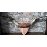 A pair of bulls horns mounted