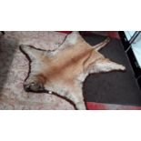 1890 Taxidermy Puma/ Mountain Lion skin rug. In great condition. No patches.