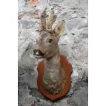 Taxidermy mounted Roe buck head