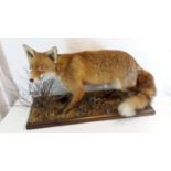 Taxidermy fox on display stand, 50x82x32cm