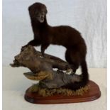 Taxidermy mink on display stand