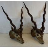 A pair of Impala taxidermy heads