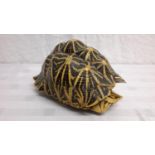 Taxidermy tortoise shell