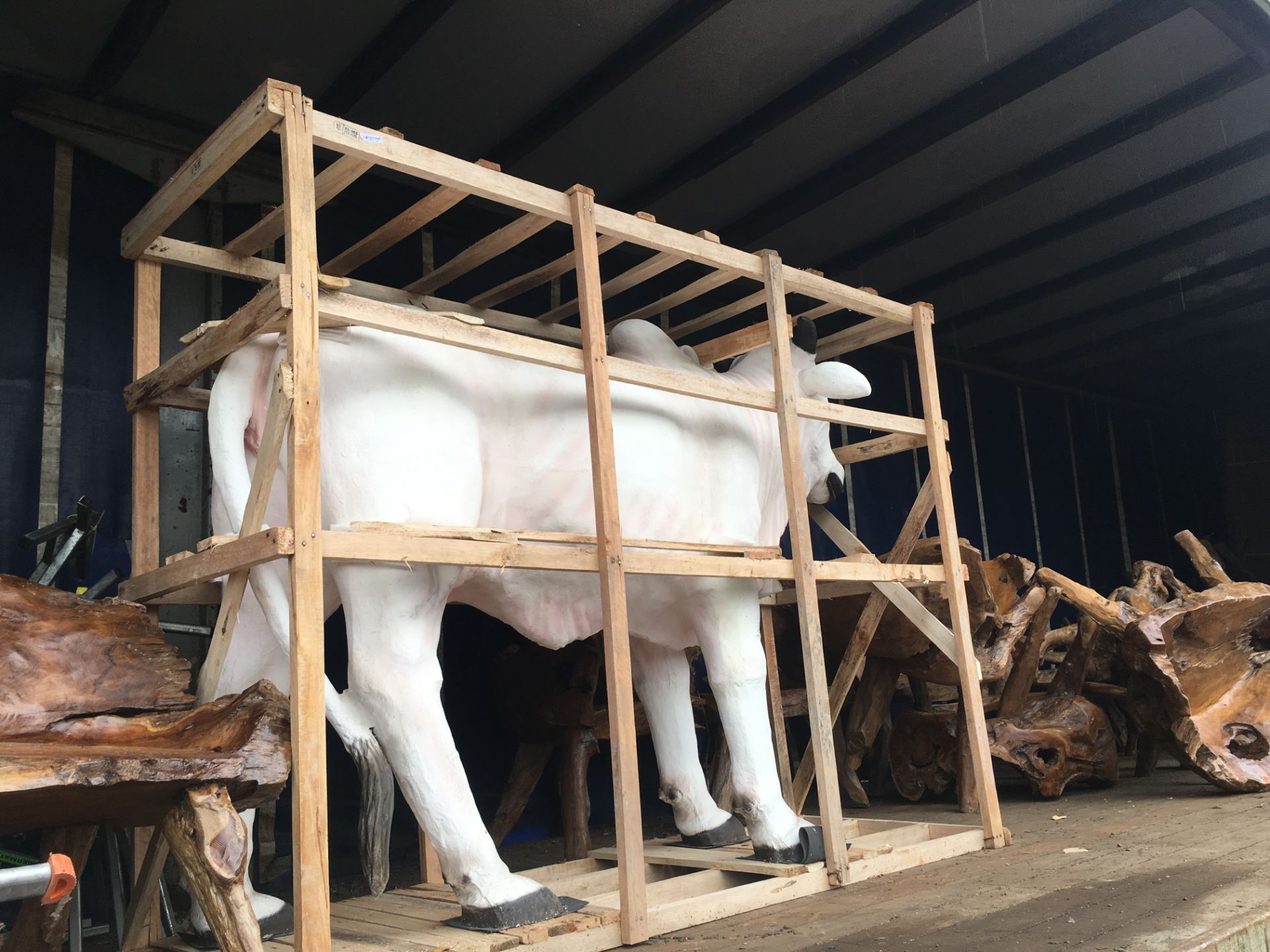 MASSIVE LIFESIZE STEER COW IN CRATE - Image 2 of 3