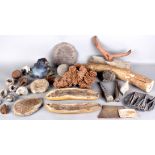 A Large Single Owner Collection of Fossils and Natural Minerals, including ammonite's, dinosaur