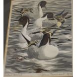 John Tennant (20th Century)'Pintail Drakes'Colour printSigned and dated in pencil to the margin