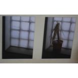 Two contemporary photographs, a window with a plant, in a single frame, 22cmx 14.5cm each image