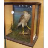 An early 20th Century taxidermy sparrow hawk in naturalistic setting and glass display case, 34.