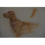 Sketches of various dogs attributed to George Vernon Stokes