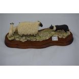 Border Fine Arts, "Black Faced Ewe and Collie" by Ayres