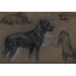 Sketches of various dogs attributed to George Vernon Stokes