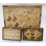 Three cases of assorted butterflies and insects