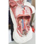 Adam Rouilly medical figure body and 8 papier mache interior organ parts