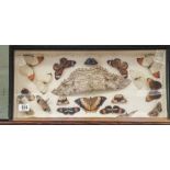 Case of assorted butterflies and moths