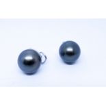 Pair of grey Southsea cultured pearl earrings,