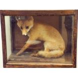 Taxidermy of a juvenile fox in a glass display case