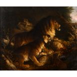 English school, early 19th century, a pride of lions on the lookout, oil on canvas,