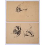 Archibald Thorburn, a proprietary study of a badger, pencil on paper, initialled and dated June 14,