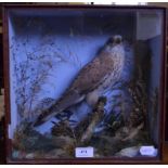 Taxidermy: A kestrel, in a naturalistic setting, cased,