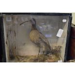 Taxidermy: A Curlew, in a naturalistic setting, cased,