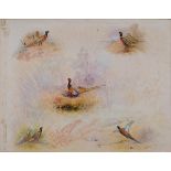 ɑ James Stinton, five studies of pheasants, watercolour, each separately signed,