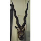 Taxidermy: A fox mask, on an oak plinth,